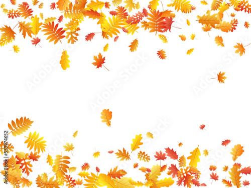 Oak  maple  wild ash rowan leaves vector  autumn foliage on white background.