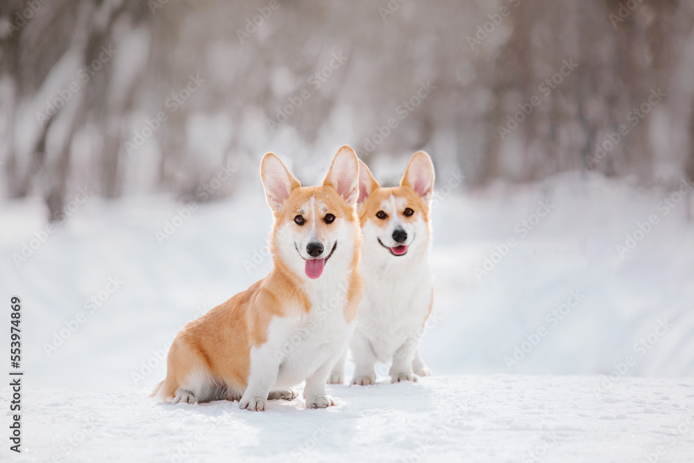 Corgi dog in the snow. Dog in winter. Dog in nature. Corgi dog on a winter walk