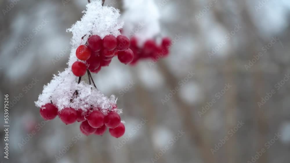 Beautiful nature video of bunches of red viburnum berries in the snow, close up, slow motion. Seasonal berries, vitamins. Winter food for birds and animals in the frost in the park Beautiful nature video of bunches of red viburnum berries in the snow, close up, slow motion. Seasonal berries, vitamins. Winter food for birds and animals in the frost in the park