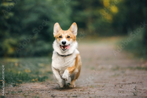 Cute Welsh Corgi dog outdoor. Dog portrait Pet on a walk. Beautiful funny corgi dog breed