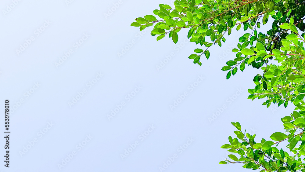 Blur tree leaves on blue sky background with copy space concept for greeting welcoming and invitation card for new year 2023 Blur tree leaves on blue sky background with copy space concept for greeting welcoming and invitation card for new year 2023