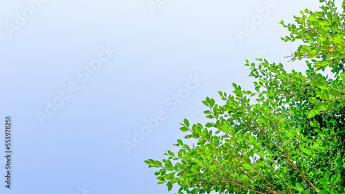 Blur tree leaves on blue sky background with copy space concept for greeting welcoming and invitation card for new year 2023 
