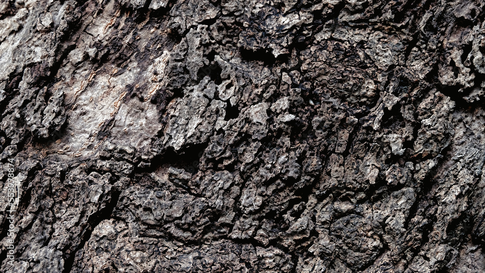 Bark old wooden background wallpaper Bark old wooden background wallpaper