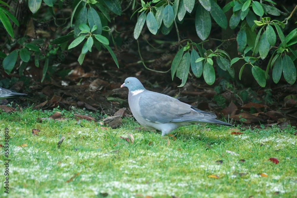 Wildtaube Wildtaube