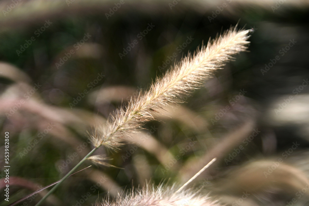 grass in the wind close up
