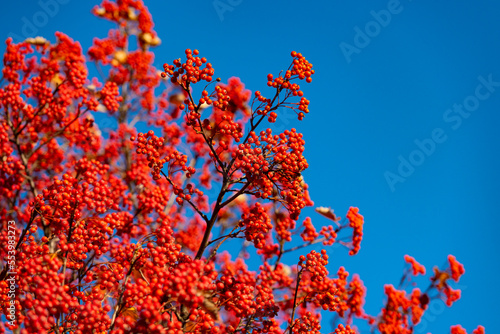 red fall rowanberry branch. red fall rowanberry. fall season with red rowanberry. copy space