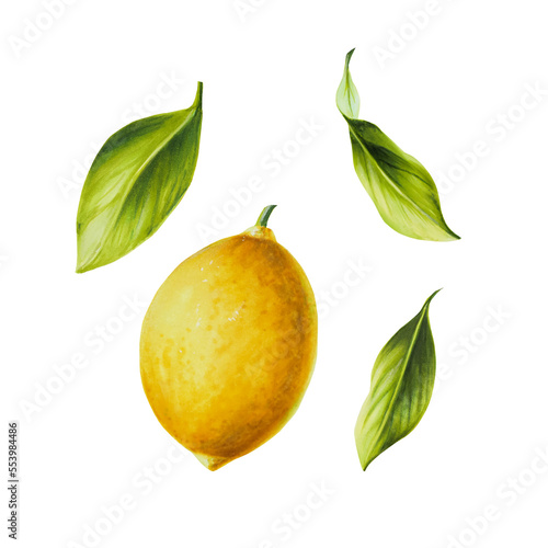 Watercolor fresh ripe lemon with bright green leaves and flowers. Hand drawn citrus painting on white background. For designers, postcards, party Invitations, wrapping paper, covers. For posters and