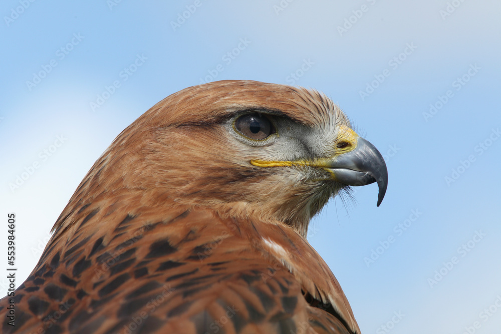 Portrait of a Long-legged Buzzard against a blue sky
Portrait of a Long-legged Buzzard against a blue sky