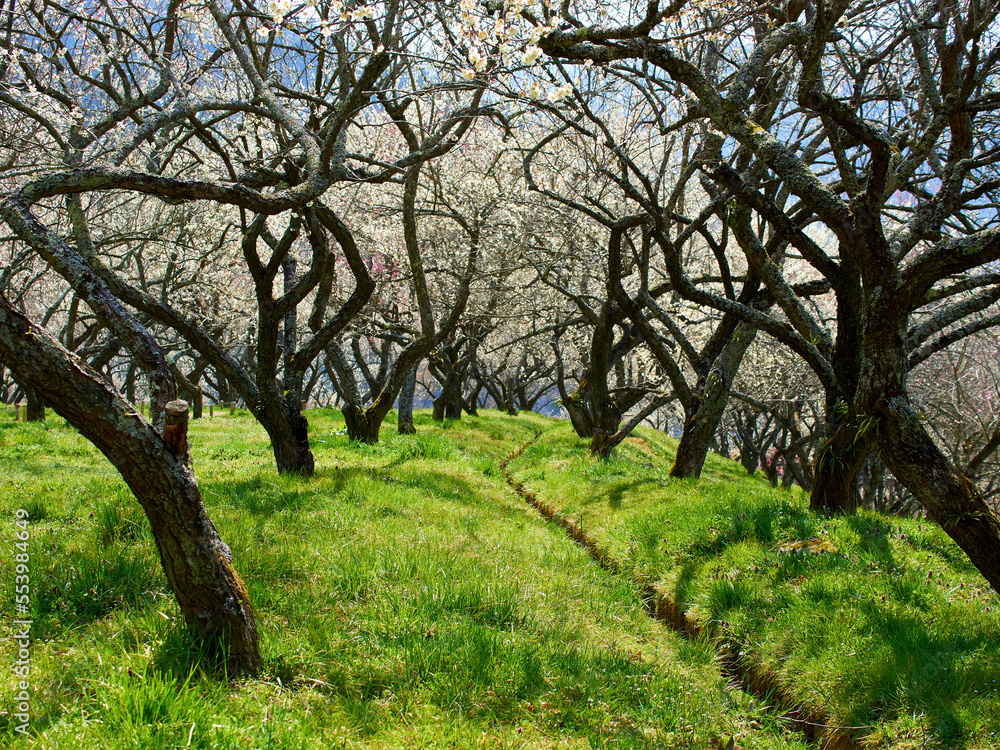 plum blossoms garden in full blooming plum blossoms garden in full blooming