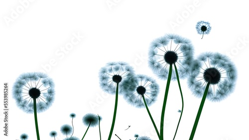 dandelion on blue sky