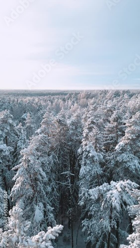 Vertical mode: the snowy nordic forest view from a drone. 
