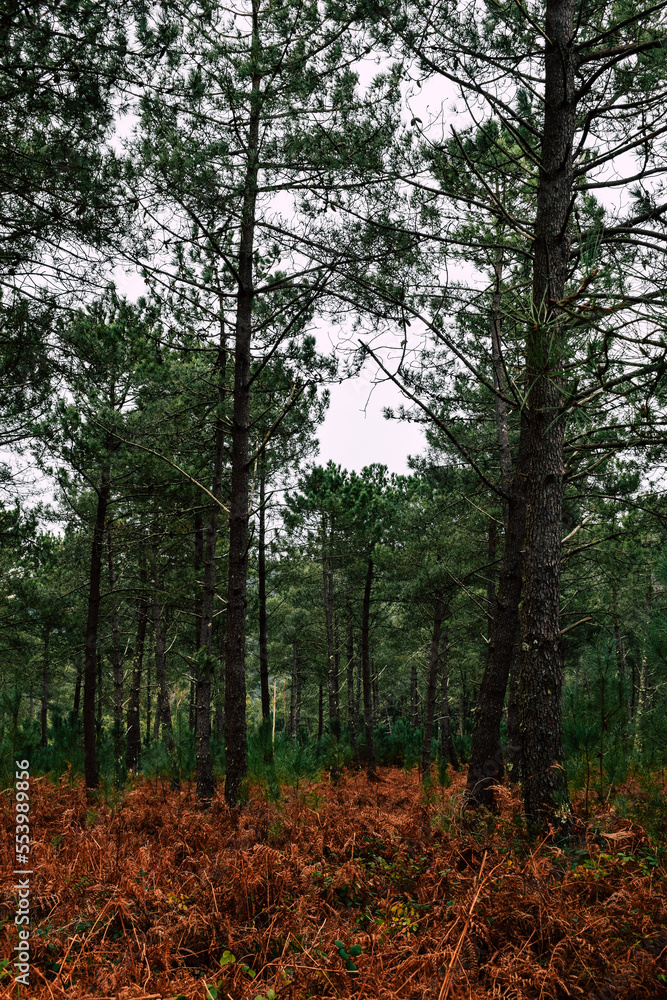 leafy forest of pines and ferns leafy forest of pines and ferns