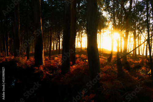 Picturesque sunset in the forest. Sunbeams illuminate the trees and vegetation on the ground. Magic Forest