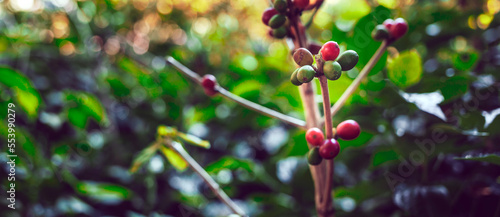 Close-up of red coffee beans ripening, fresh coffee, red berry branch,  agriculture on coffee tree