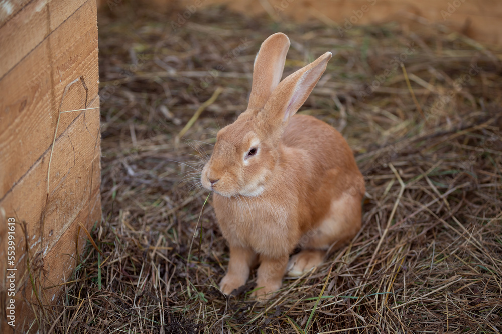 Pretty brown rabbit on a dry grass (straw) Pretty brown rabbit on a dry grass (straw)