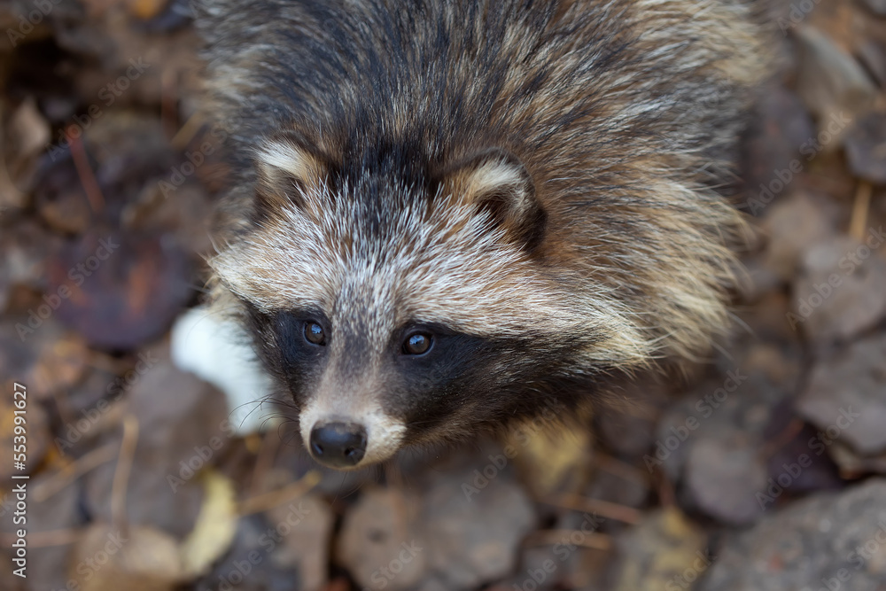 Naklejka premium Beautiful raccoon dog close up