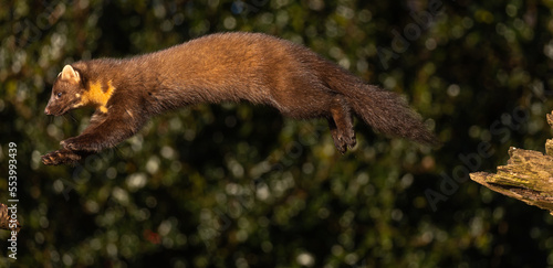 European Pine Marten leaping from tree to tree