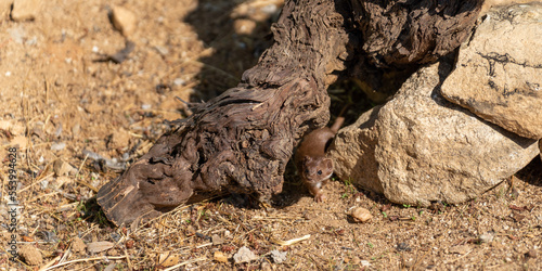 Weasel peeking out from under a tree trunk