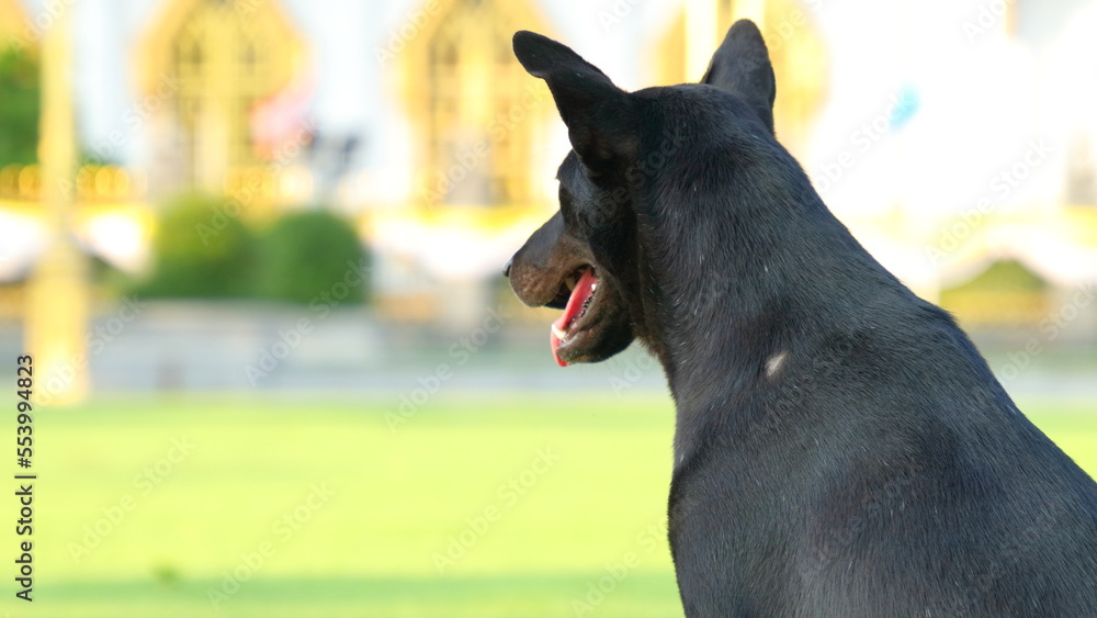 The black dog is sitting with its back turned.