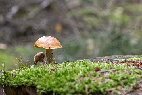 Pilze im Wald im Herbst