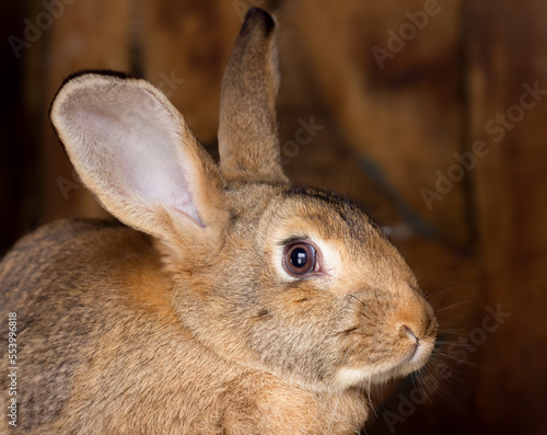 Brown rabbit on wooden background © Olha Kapusniak