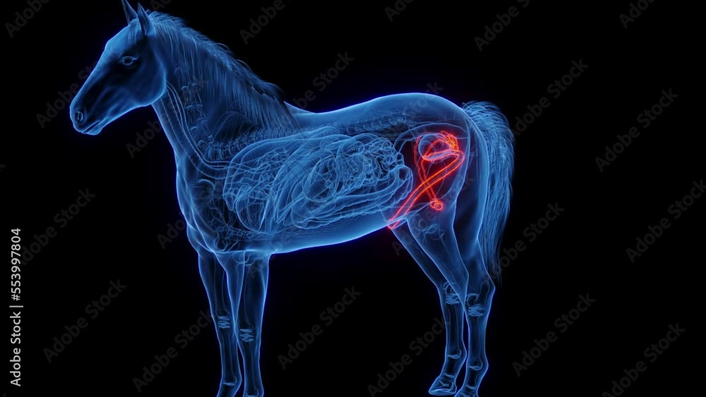 3D medical animation of the male genitals of a male horse 3D medical animation of the male genitals of a male horse
