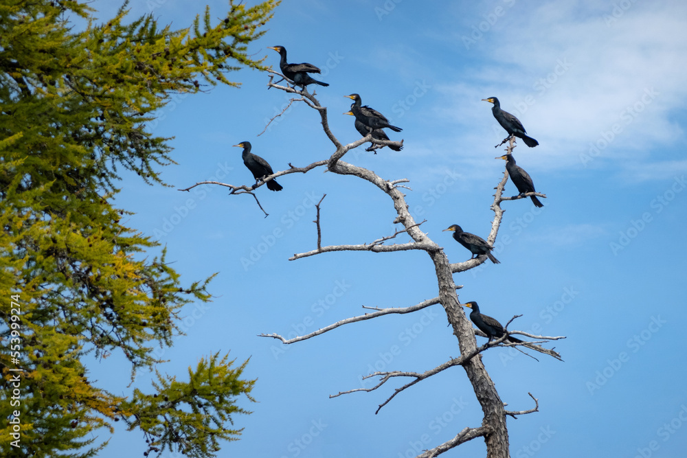 Herd of cormorants sitting on the tree branches on a sunny day, blue sky in the background. Flock of black birds on the dead, leafless tree.