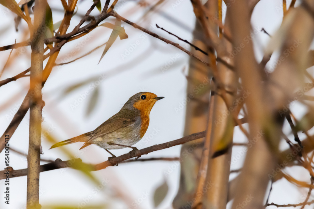 European Robin perched on a tree branch European Robin perched on a tree branch