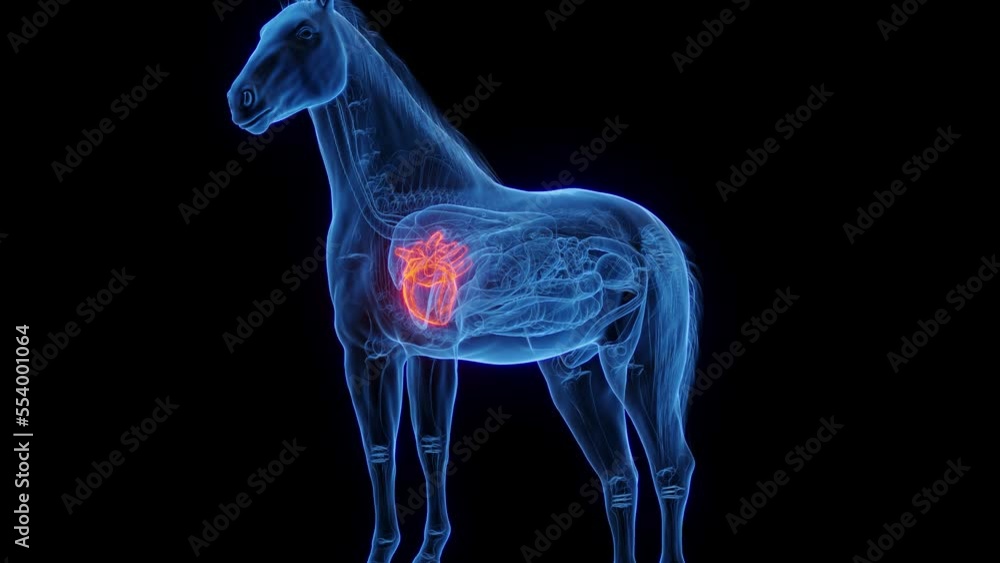 3D medical animation of a horse's heart 3D medical animation of a horse's heart