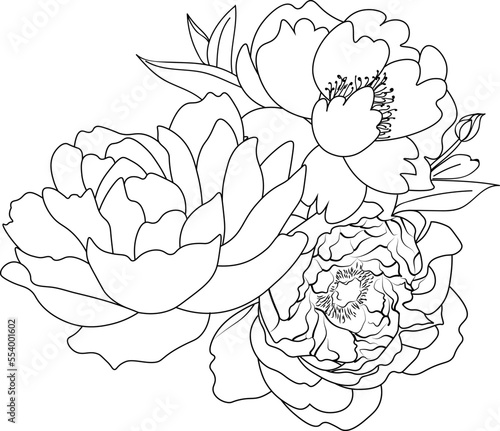 peony flower pencil art, Bouquet of peony flower hand drawn pencil sketch coloring page and book for adults isolated on white background floral element tattooing, illustration ink art.