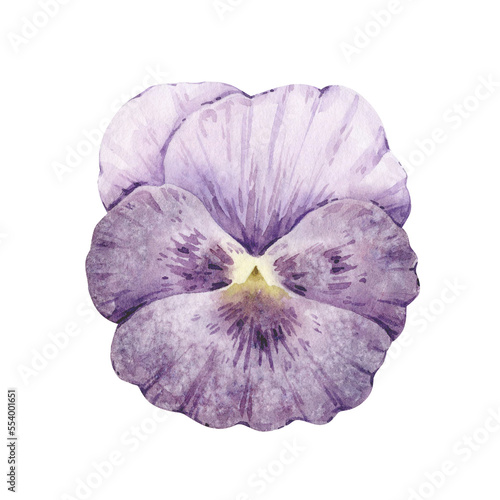 Watercolor illustration with vintage violet pansy flower isolated on white background.