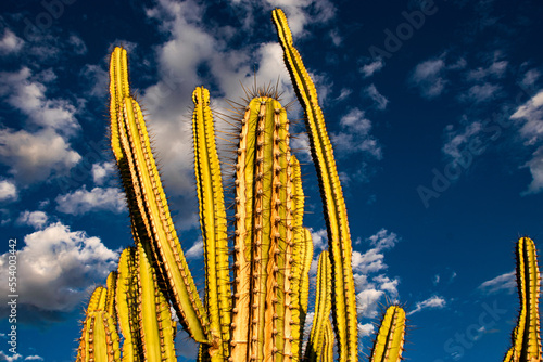 cactus da caatinga  photo