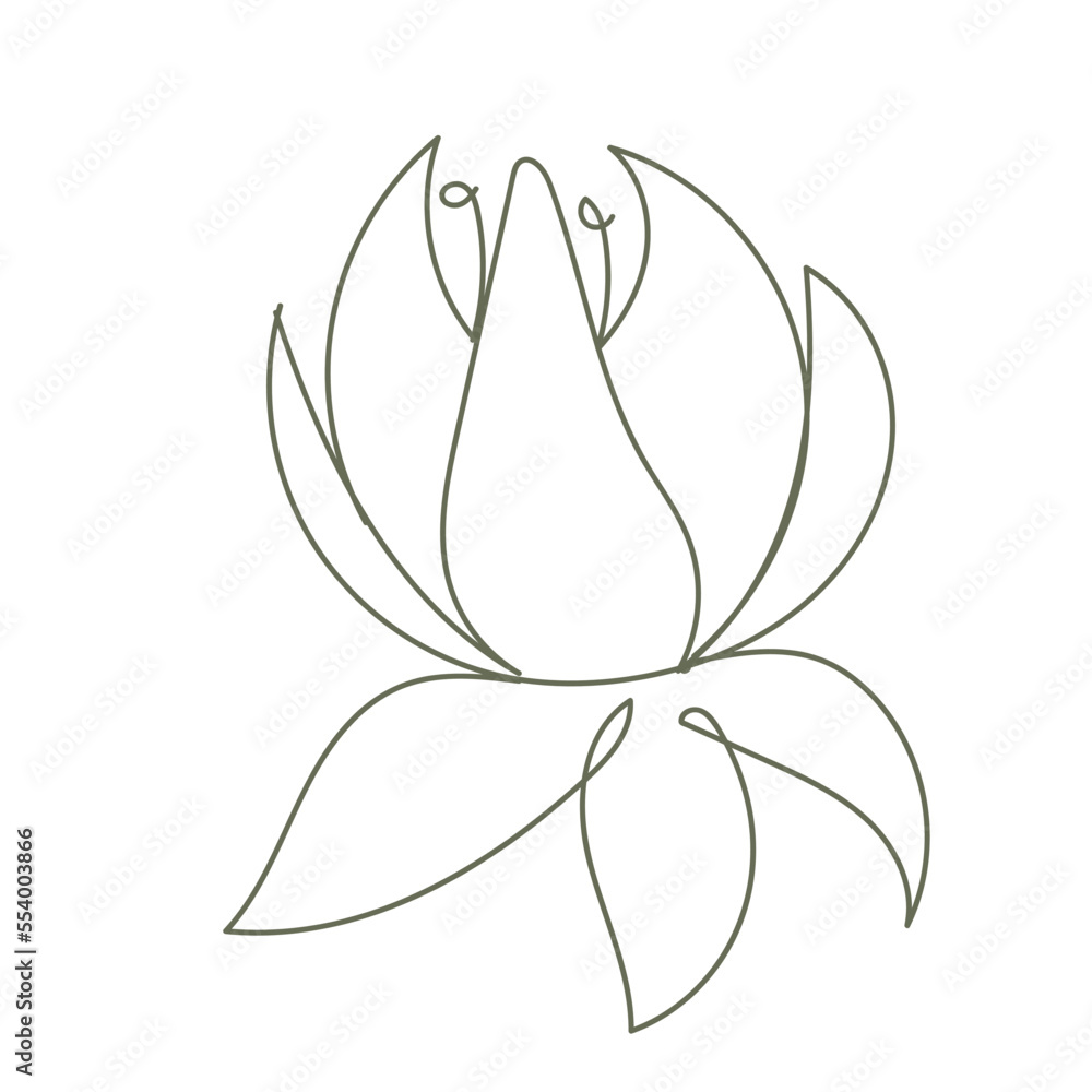 botanical one line drawing element