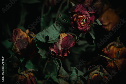 Macro close up multicolored orange dried rose bloom bouquet in ceramic retro vase Black background