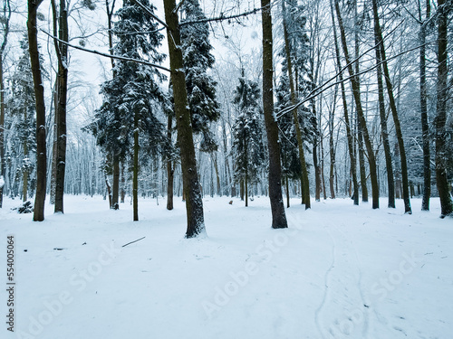 Bright winter forest. Cold morning in a snowy woods. Trees covered with frost.