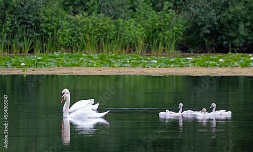 Two Swans and their Cygets © mtruchon