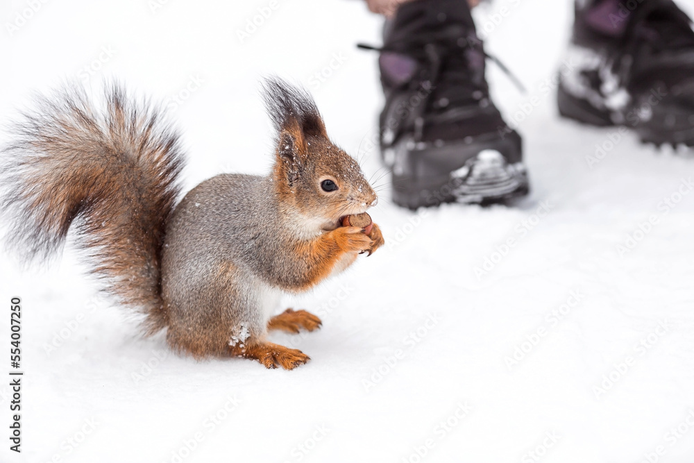Winter. Portrait of a fluffy squirrel with nuts in its paws. Squirrels in the Tsaritsyno City Park. Feeding animals in winter. Winter. Portrait of a fluffy squirrel with nuts in its paws. Squirrels in the Tsaritsyno City Park. Feeding animals in winter.