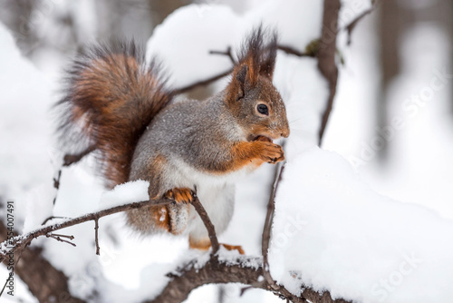 Winter. Portrait of a fluffy squirrel with nuts in its paws. Squirrels in the Tsaritsyno City Park. Feeding animals in winter. © Юлия Клюева