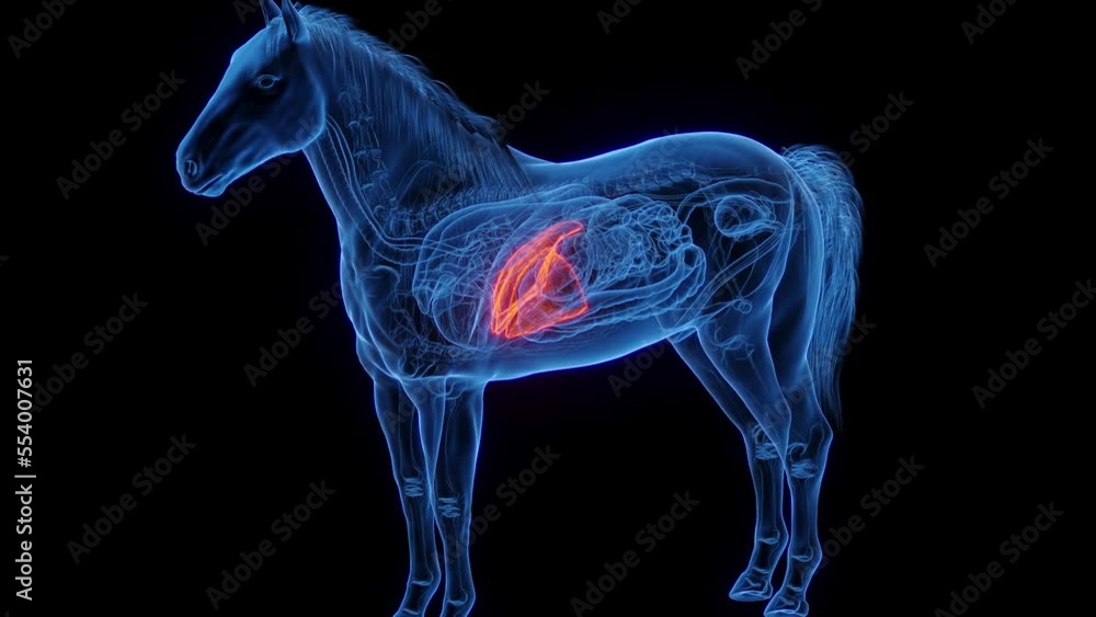 3D medical animation of a horse's liver 3D medical animation of a horse's liver