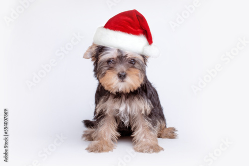 A Yorkshire terrier puppy in a Santa Claus hat with Christmas balls on a white background, the concept of Christmas, a place for text
