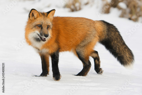Red Fox on snow in winter © simonXT2
