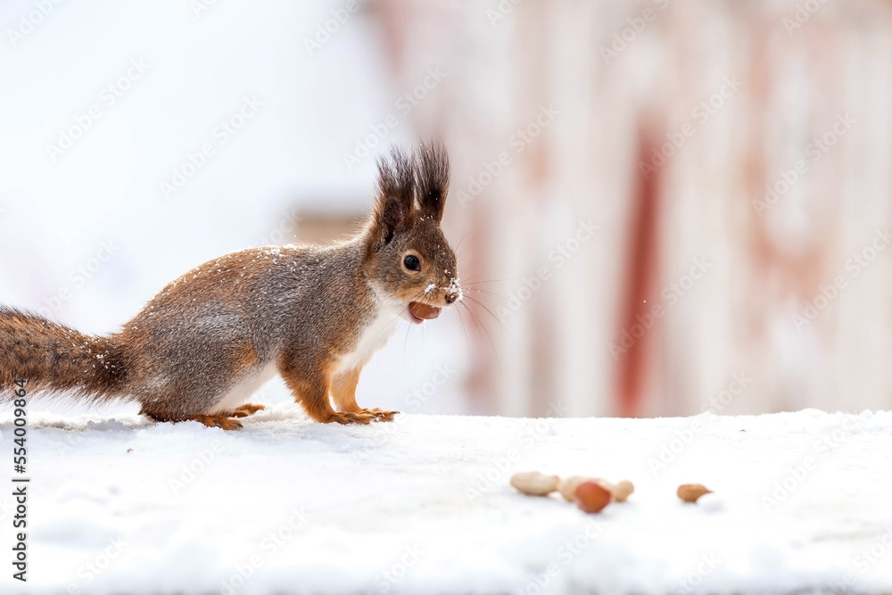 Winter. Portrait of a fluffy squirrel with nuts in its paws. Squirrels in the Tsaritsyno City Park. Feeding animals in winter.