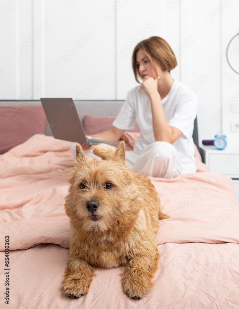 Close up portrait of cute pet dog sitting on bed and woman lying and smiling on background in the bedroom Close up portrait of cute pet dog sitting on bed and woman lying and smiling on background in the bedroom