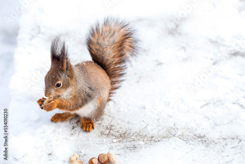 Winter. Portrait of a fluffy squirrel with nuts in its paws. Squirrels in the Tsaritsyno City Park. Feeding animals in winter.