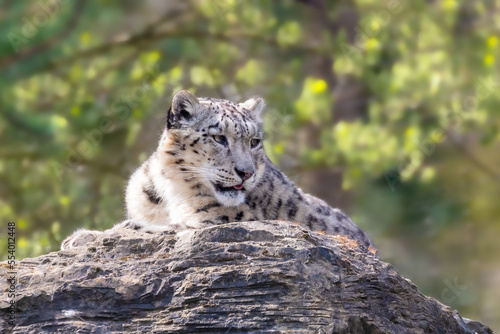 Beautiful adult snow leopard, panthera uncia, on a rocky ledge with soft foliage background