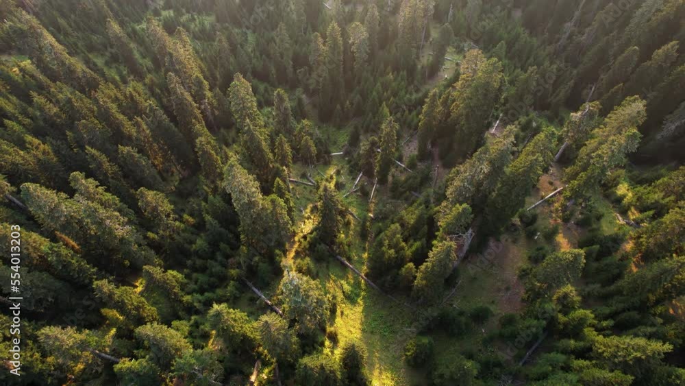 Sunset light above the spruce forest Sunset light above the spruce forest