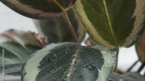 4K Vídeo. Slow motion hojas de una planta de interior con gotas de agua. Calathea Roseopicta photo