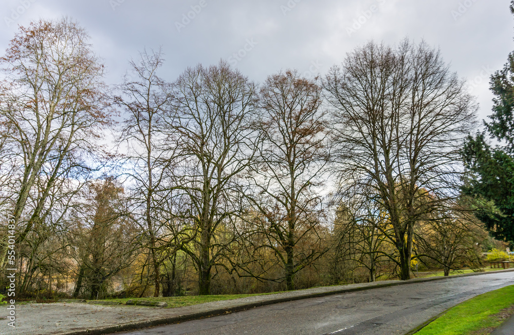 Fototapeta premium Autumn Arboretum Road 3