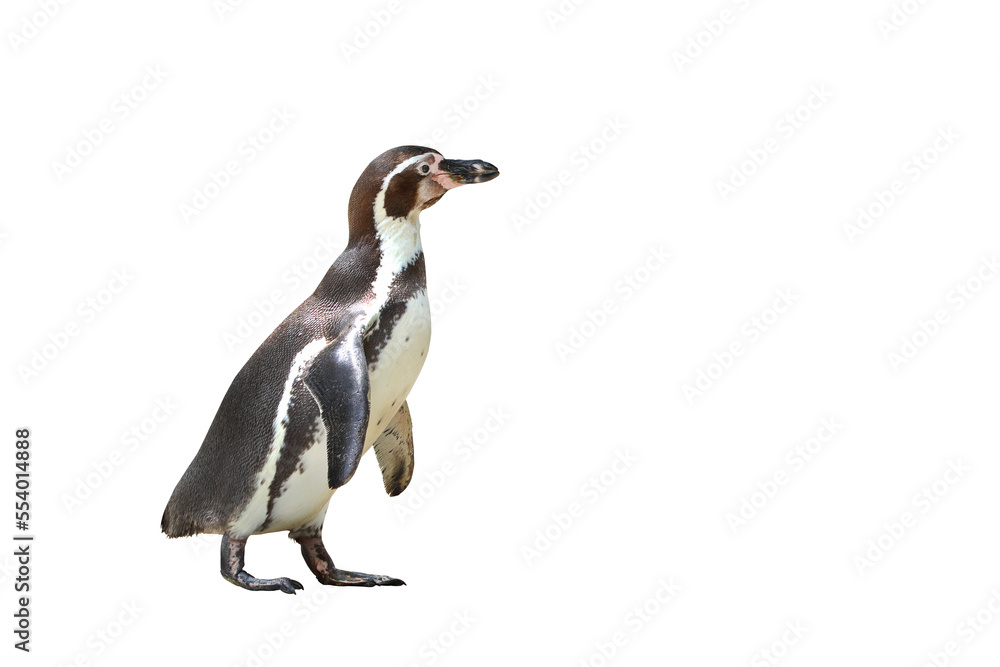 Obraz premium Penguin isolated on transparent background png file