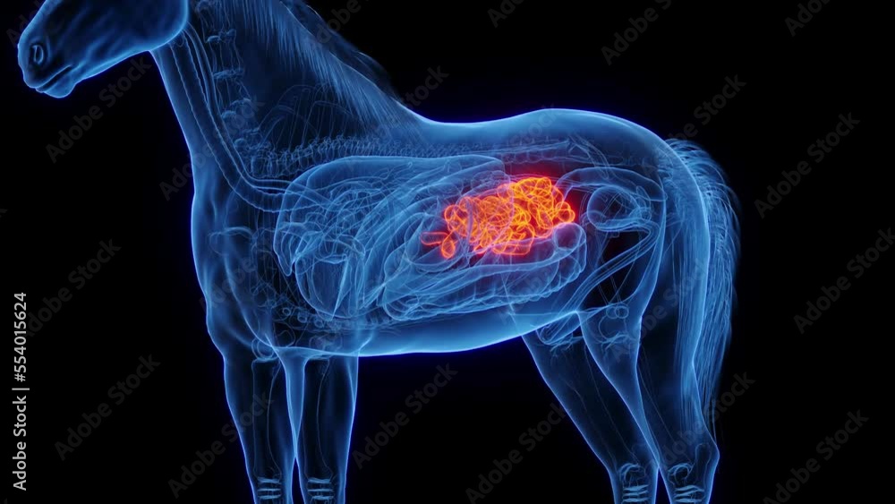 3D medical animation of a horse's small intestine 3D medical animation of a horse's small intestine